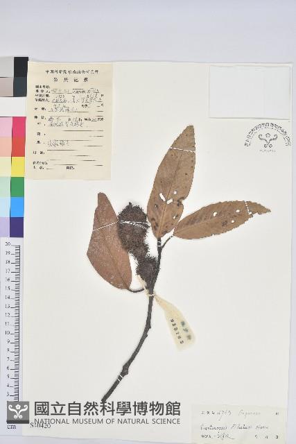 鉤栲藏品圖，第1張