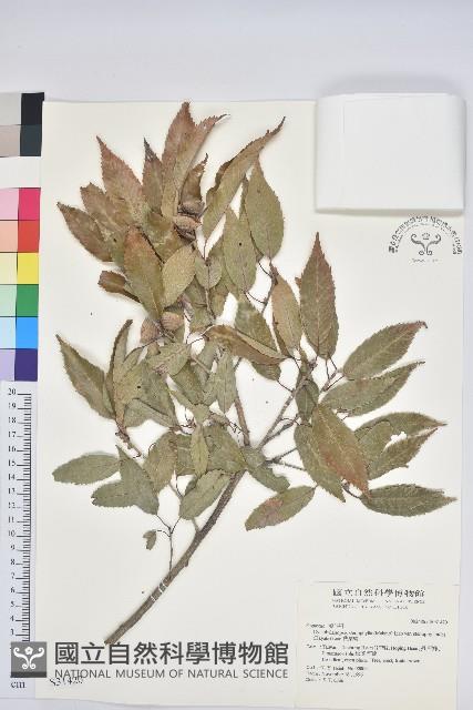 狹葉椆藏品圖，第1張