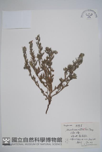 紫筒草藏品圖，第1張