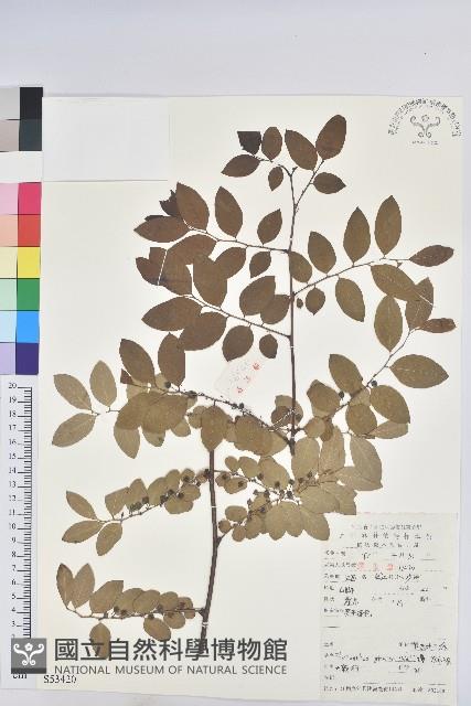 青灰葉下珠藏品圖，第1張