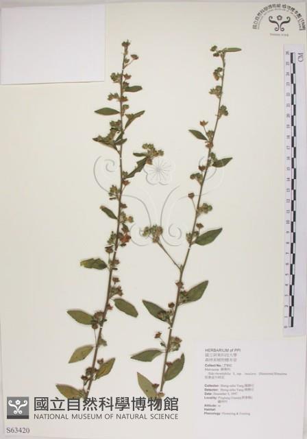 恆春金午時花藏品圖，第1張