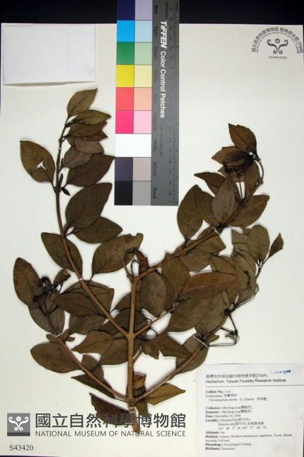 苦林盤藏品圖，第1張