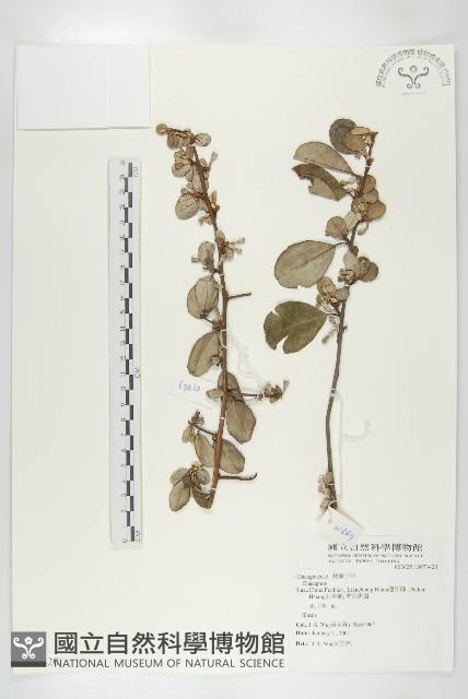 登錄號:S073420藏品圖，第1張