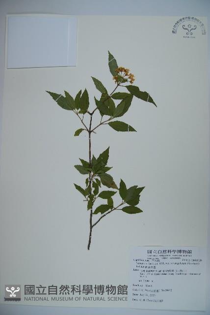 狹葉莢迷藏品圖，第1張