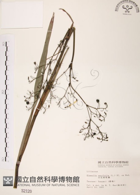 桔梗蘭藏品圖，第1張