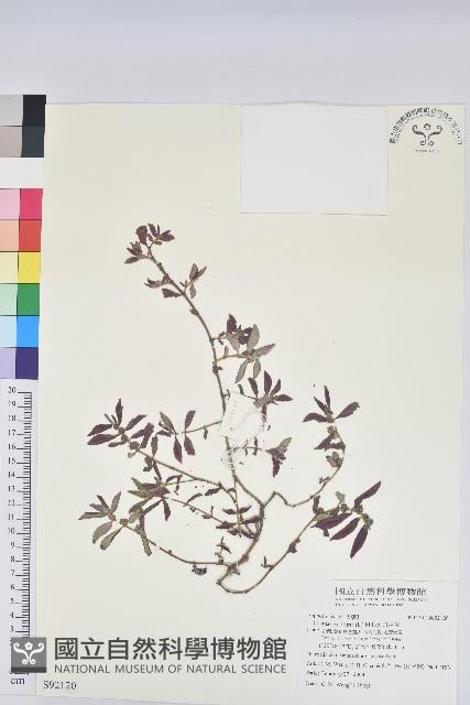 飛揚草藏品圖，第1張