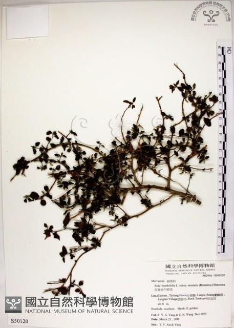 Accession Number:S050120 Collection Image