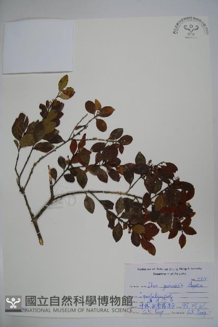 圓葉冬青藏品圖，第1張