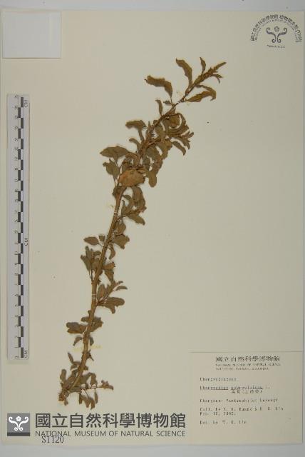 臭杏、土荊芥藏品圖，第1張