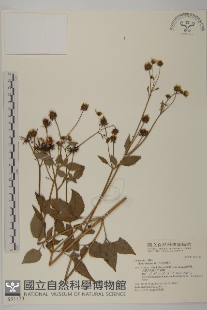 大花咸豐草藏品圖，第1張