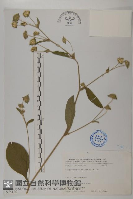 地膽草、毛蓮菜藏品圖，第1張