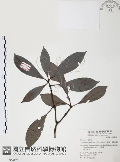 九節木、牛屎烏、青龍吐霧藏品圖，第1張