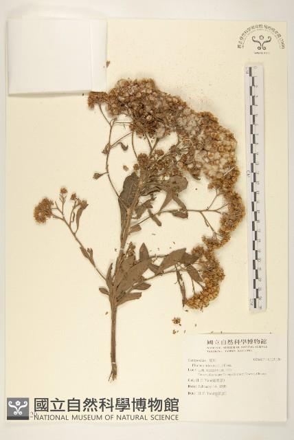 香闊苞菊藏品圖，第1張