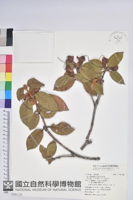 唐杜鵑、大屯杜鵑、中原氏杜鵑藏品圖，第1張