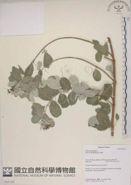 海埔姜藏品圖，第1張