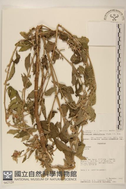 登錄號:S062320藏品圖，第1張