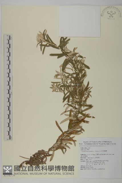 抱莖籟簫藏品圖，第1張