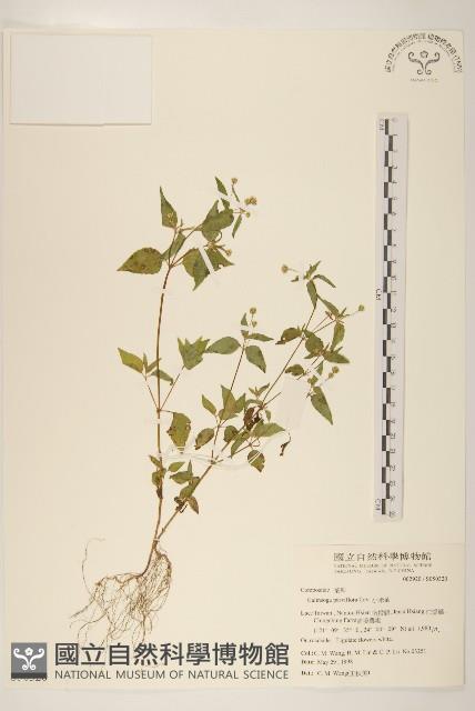 小米菊藏品圖，第1張