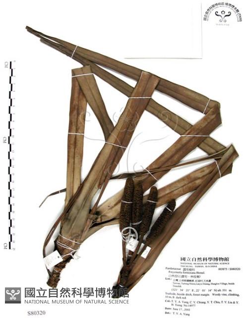 山露兜、山林投、林投舅藏品圖，第1張