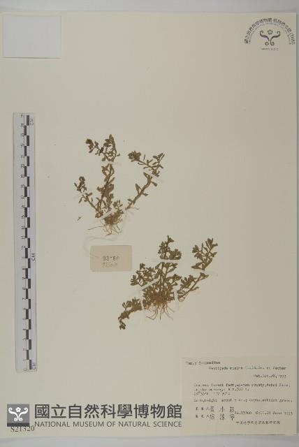 石胡荽、吐金草藏品圖，第1張