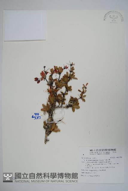 玉山小蘗藏品圖，第1張