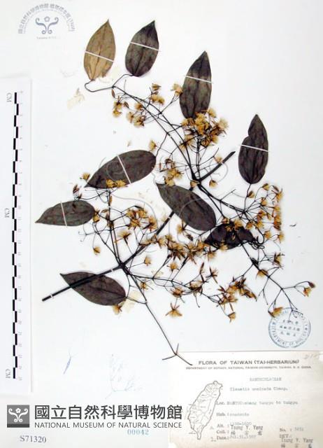 柱果鐵線蓮藏品圖，第1張