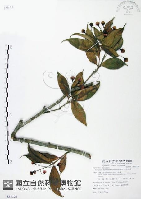 大花赤楠藏品圖，第1張