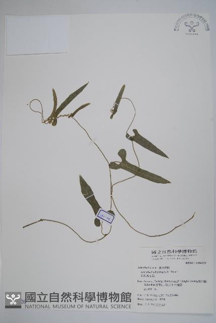 異葉馬兜鈴藏品圖，第1張