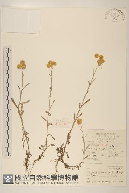 秋鼠麴草藏品圖，第1張