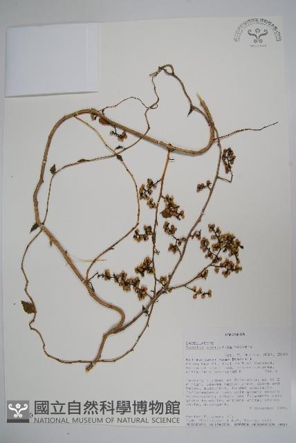 登錄號:S093320藏品圖，第1張