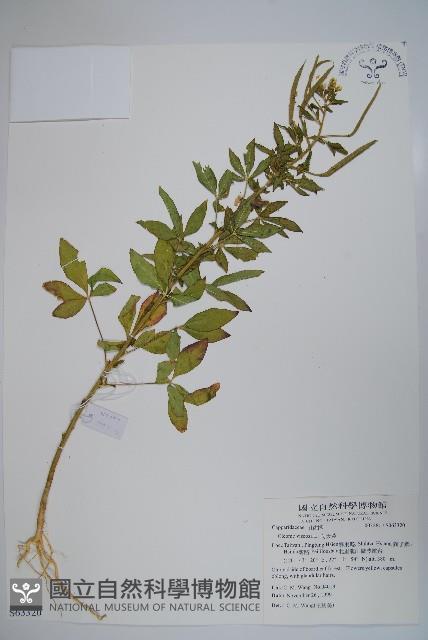 向天黃藏品圖，第1張