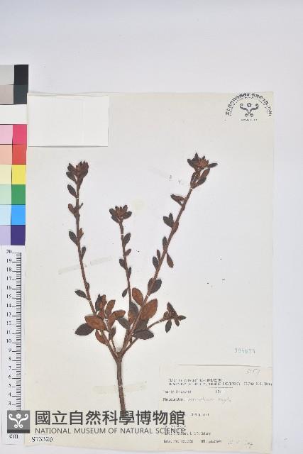 紅毛杜鵑藏品圖，第1張