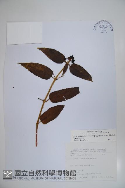 阿里山忍冬、漸尖葉忍冬藏品圖，第1張