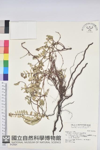 濱大戟藏品圖，第1張