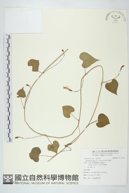 野牽牛藏品圖，第1張