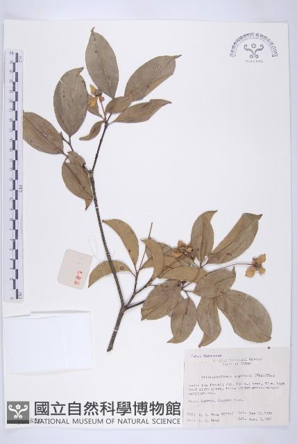 尖葉四照花藏品圖，第1張