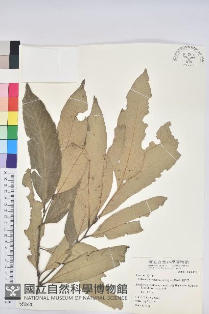 鬼石櫟藏品圖，第1張