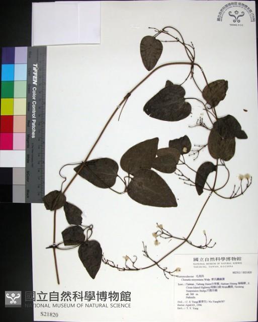 麥氏鐵線蓮藏品圖，第1張