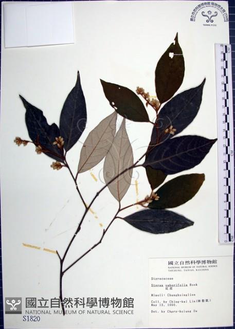 紅皮、葉下白、赤仔尾藏品圖，第1張