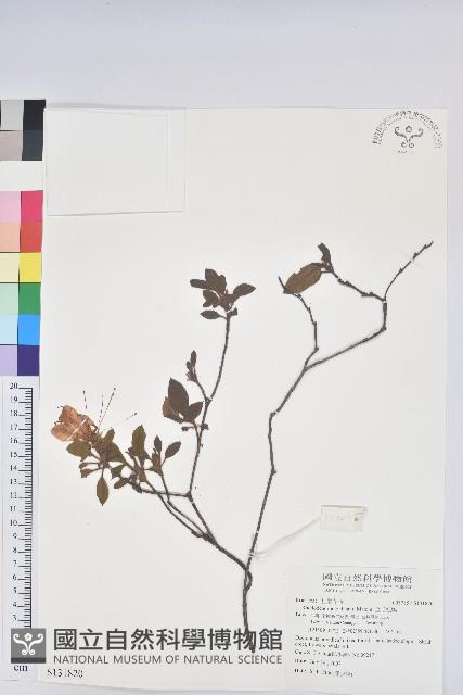 金毛杜鵑藏品圖，第1張