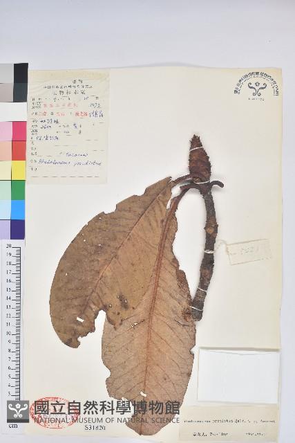 魁首杜鵑藏品圖，第1張