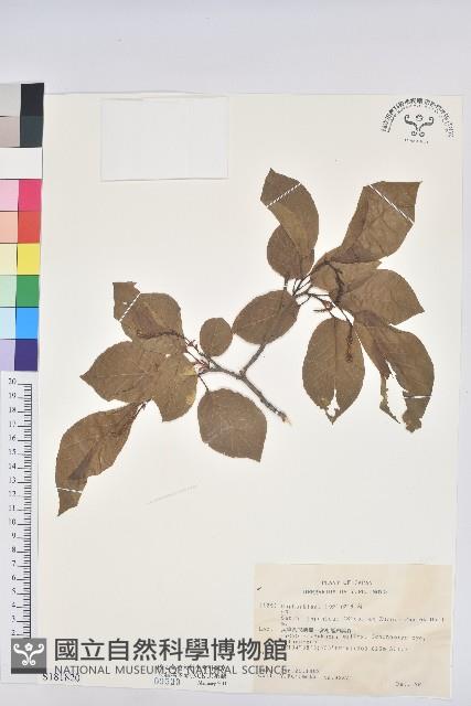 白木烏臼藏品圖，第1張