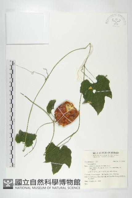 登錄號:S145820藏品圖，第1張