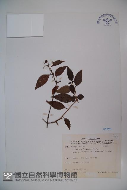 狹葉莢迷藏品圖，第1張