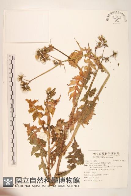 苦滇菜、苦菜藏品圖，第1張