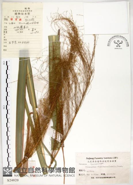 五節芒藏品圖，第1張