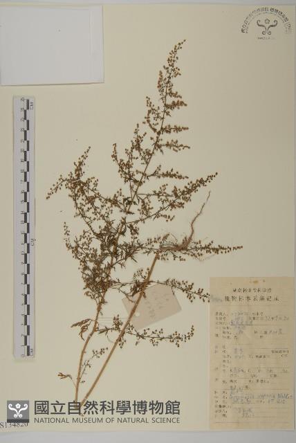 黃蒿藏品圖，第1張