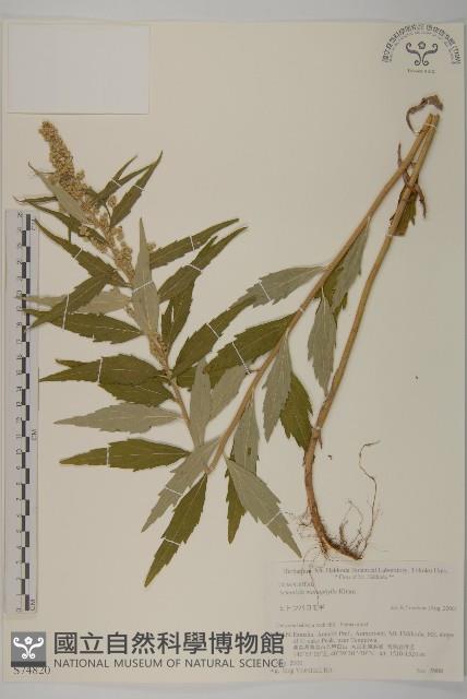 登錄號:S074820藏品圖，第1張