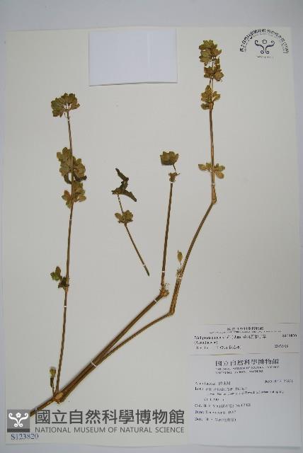 華九頭獅子草藏品圖，第1張