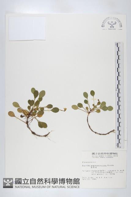 Accession Number:S003820 Collection Image, Figure 1, Total 2 Figures